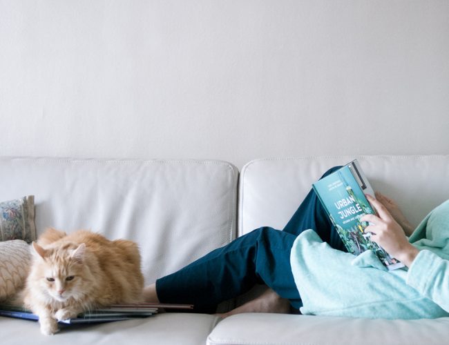 livre, chat, canapé, cocooning, détente, blog, partage, lifestyle, décembre