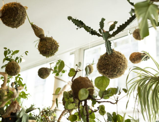 photo, kokedame, plantes, suspendus, Ikebanart, Paris